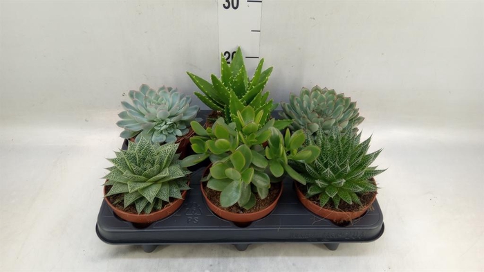 <h4>Succulents   ...mix 6</h4>