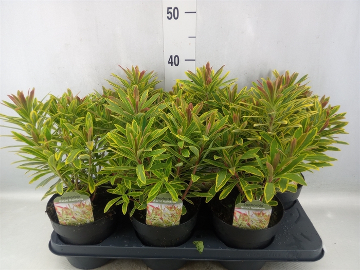 <h4>Euphorbia martinii</h4>