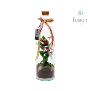 Green Bottle Fles Large Kerst met Anthurium