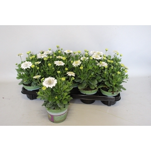 Osteospermum Double White