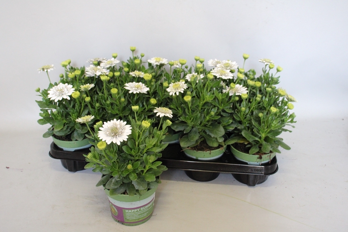 <h4>Osteospermum Double White</h4>