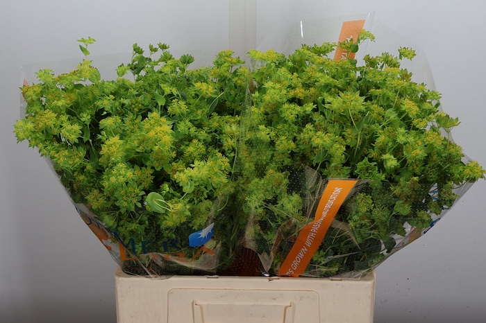 <h4>Bupleurum Griffithii</h4>