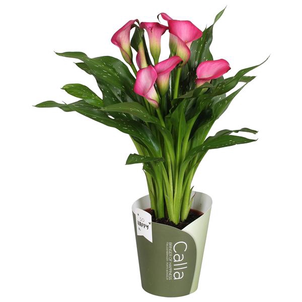 <h4>Zantedeschia Zazu SoHappyCalla roze met groene potcover</h4>