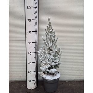 PICEA GL DECEMBER