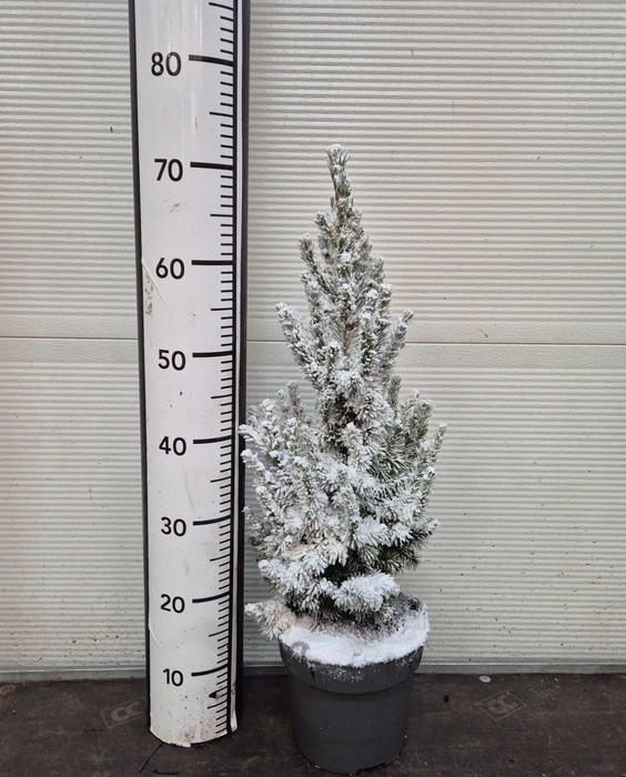 <h4>Picea Gl December</h4>