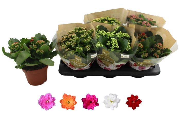 <h4>KAL GE RO GEM 5 KL</h4>