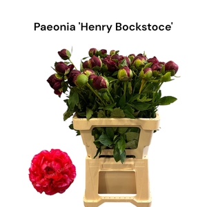 PAEO HENRY BOCKSTOCE
