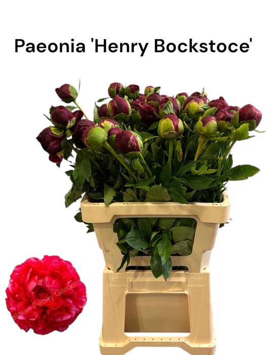 <h4>PAEO HENRY BOCKSTOCE</h4>