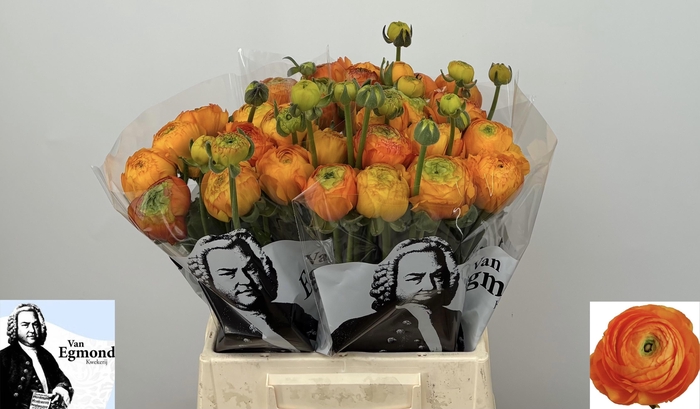 <h4>RAN EL ORANGE</h4>