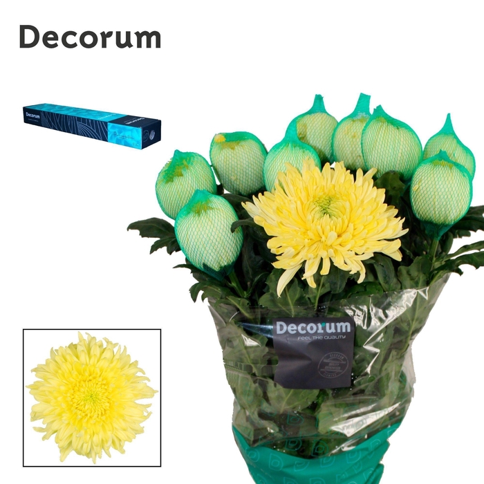 Chrysanthemum (Indicum Grp) geplozen Magnum Yellow