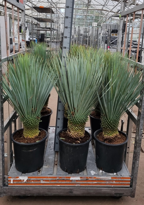 <h4>YUC ROSTRATA</h4>