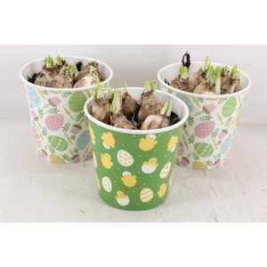 arr4 Narcis RN - Cup Easter Joy