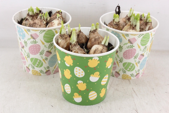 <h4>arr4 Narcis RN - Cup Easter Joy</h4>
