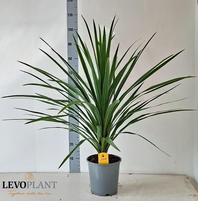 <h4>CORD IN PEKO</h4>