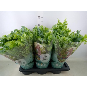 Phlebodium aureum 'Davana'