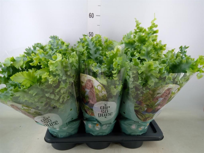 <h4>Phlebodium aureum 'Davana'</h4>