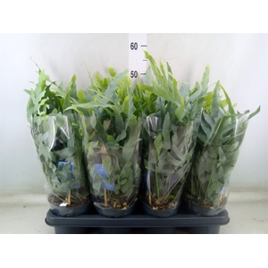 Phlebodium aureum 'Blue Star'