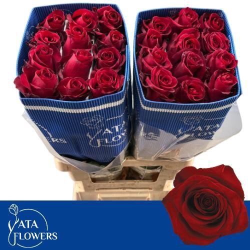 <h4>R GR EXPLORER</h4>