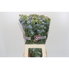 Oxypetalum Tweedia Blue