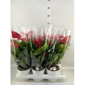 Anthurium  'Banderola Roja'