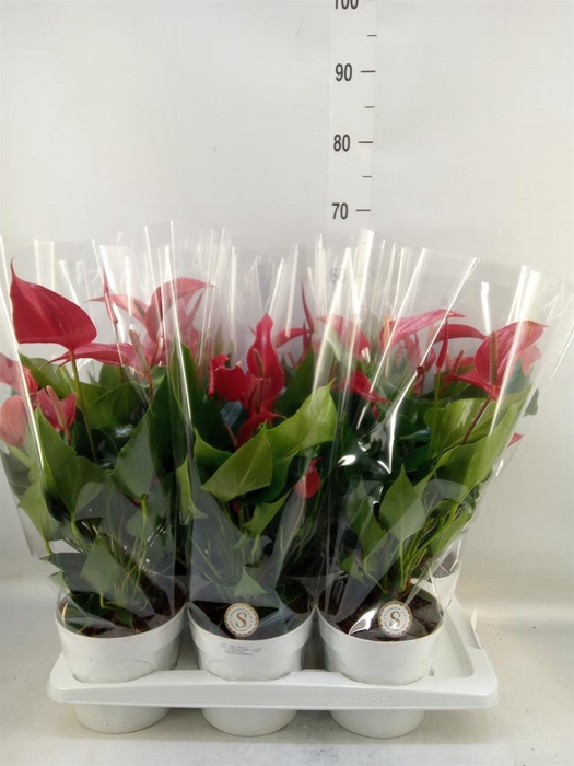 <h4>Anthurium  'Banderola Roja'</h4>