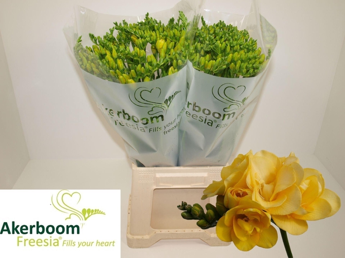 <h4>Freesia du Marseille</h4>