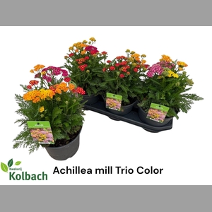 ACHI MILLEFOLIUM