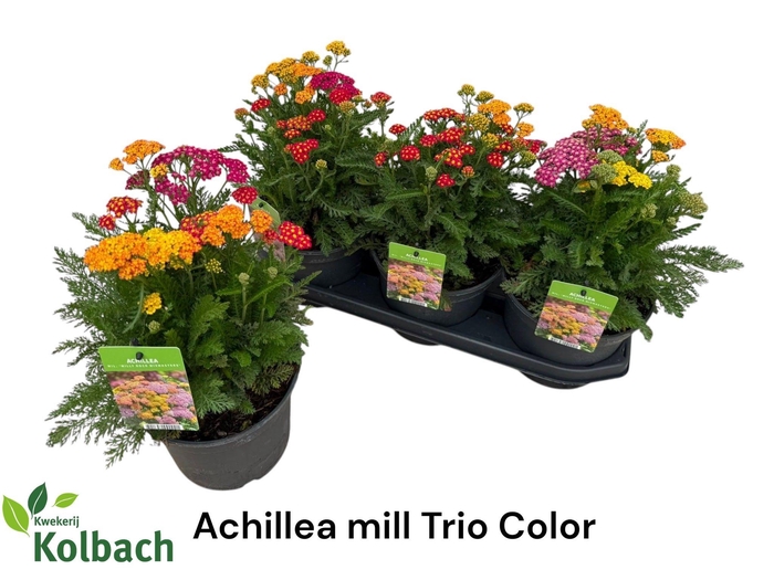 <h4>ACHI MILLEFOLIUM</h4>