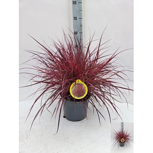 PENNI FIREWORKS