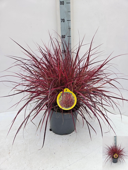 <h4>PENNI FIREWORKS</h4>