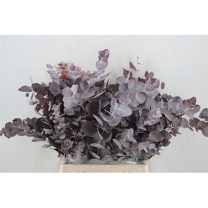 Euca Cinerea Short Red Abs 150gr P Bunch