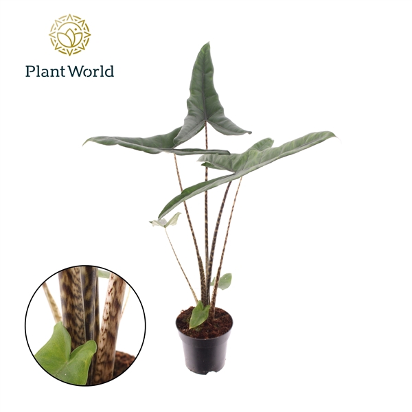 <h4>Alocasia Tigrina Superba (Decorum)</h4>