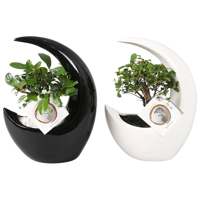 <h4>Bonsai Mix pot ø09cm in ø19cm Moonshape Ceramic Black/White mix</h4>