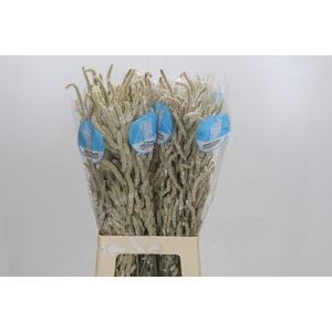 Amaranthus Yearming Desert