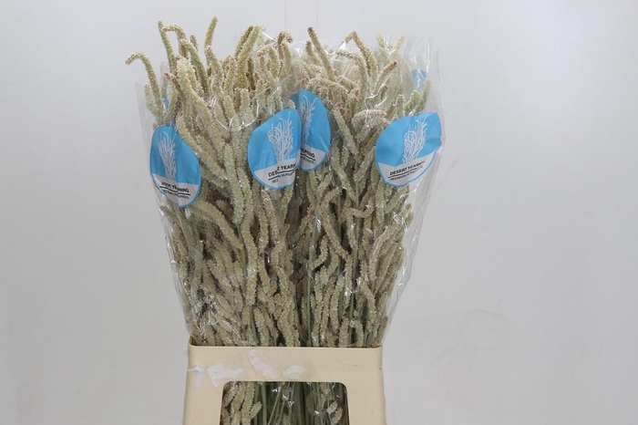 <h4>Amaranthus Yearming Desert</h4>