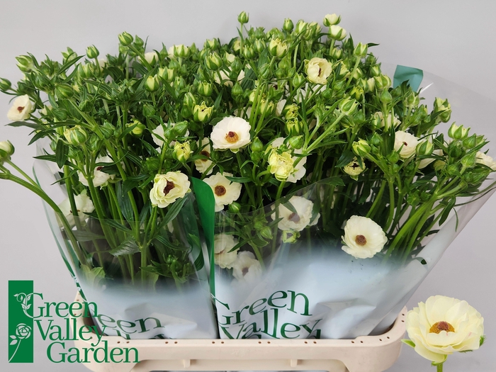 <h4>RAN CO MAG MASCARPON</h4>