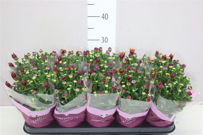 <h4>Chrysanth Artistic Jeff Carnaval</h4>