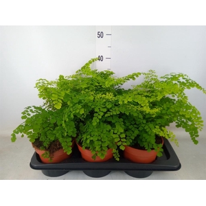 Adiantum raddi. 'Fragrans'