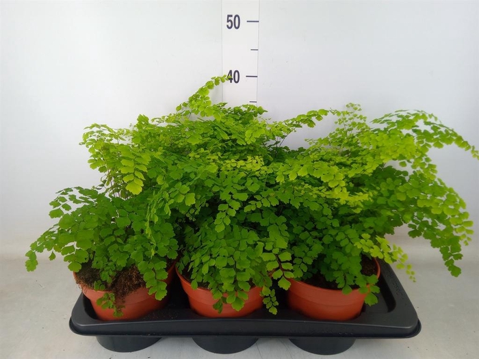 <h4>Adiantum raddi. 'Fragrans'</h4>