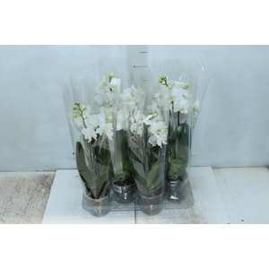 PHALAENOPSIS MINI P09 BRANCO 2 HT