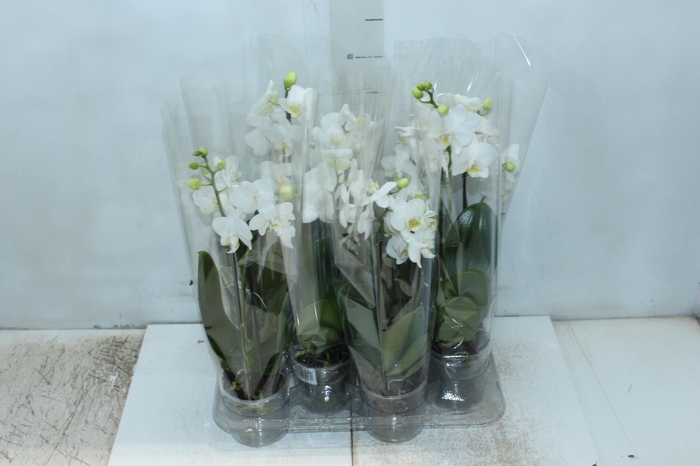 <h4>PHALAENOPSIS MINI P09 BRANCO 2 HT</h4>