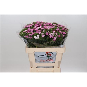 DIANTHUS BA AM NEON PINK MAGIC