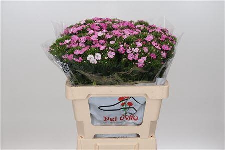 <h4>DIANTHUS BA AM NEON PINK MAGIC</h4>