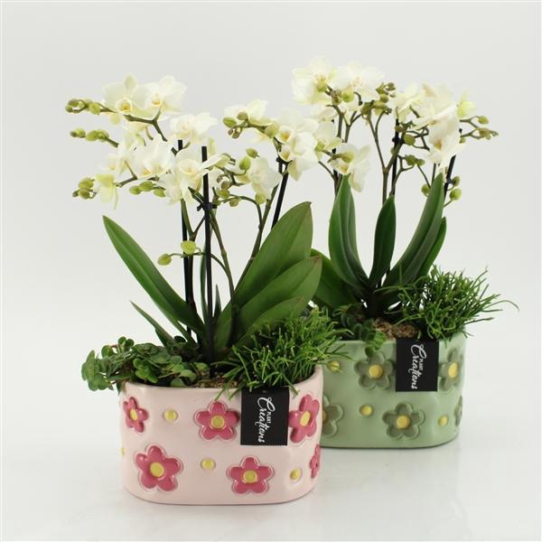 <h4>Arrangementen Phalaenopsis mt H%</h4>