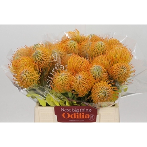 LEUCOSPERMUM  'AYOBA SUN'