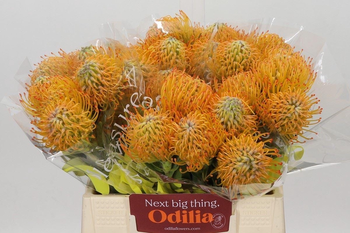 <h4>LEUCOSPERMUM  'AYOBA SUN'</h4>