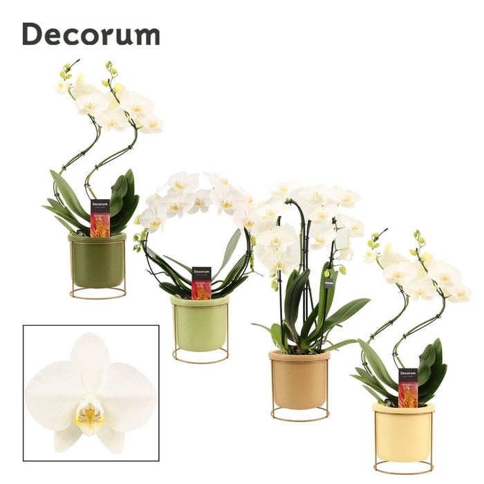 <h4>Phalaenopsis vormen mix 2 tak wit in Lynn (Silent moods-collecti</h4>