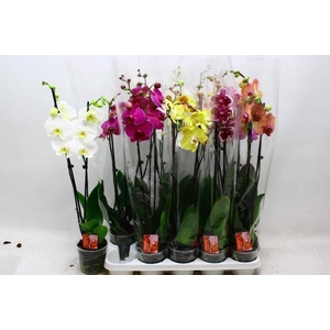 PHAL GEM 7 KL