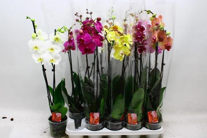 <h4>PHAL GEM 7 KL</h4>