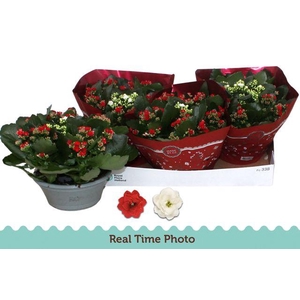 !! PROMO !! KALAN CALAN XMAS CARNAVAL P23